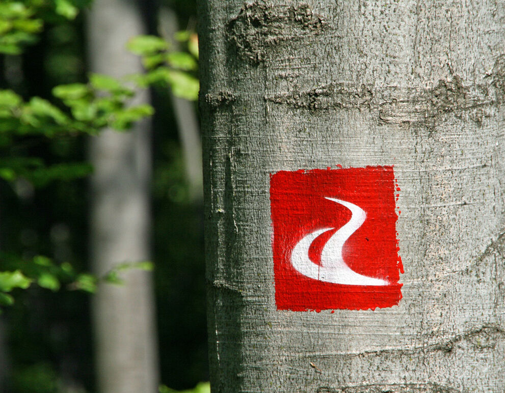 Markierung alpannonia Weitwanderweg auf einem Baumstamm