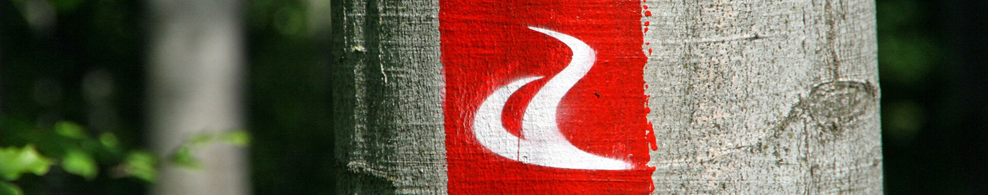 Markierung alpannonia Weitwanderweg auf einem Baumstamm